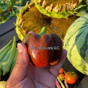 Chocolate Bell Pepper Seeds