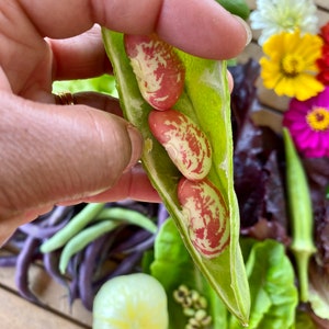 Speckled Calico Lima Pole Bean Seeds