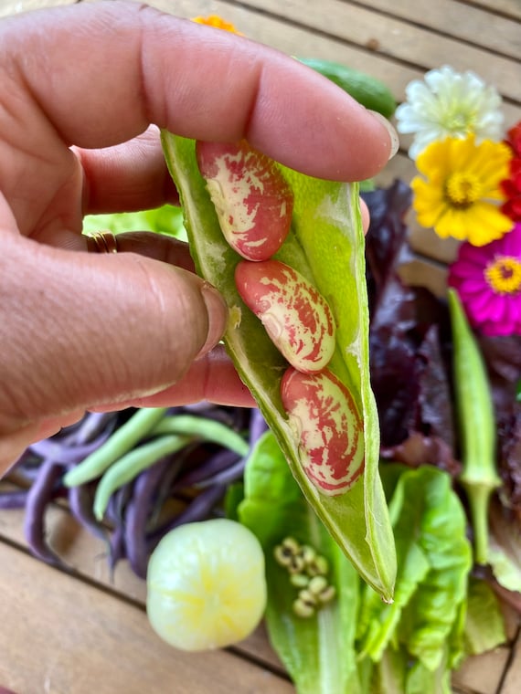 Speckled Calico Lima Bean Pole Seeds Etsy Speckled Calico Lima Bean Pole Seeds Etsy