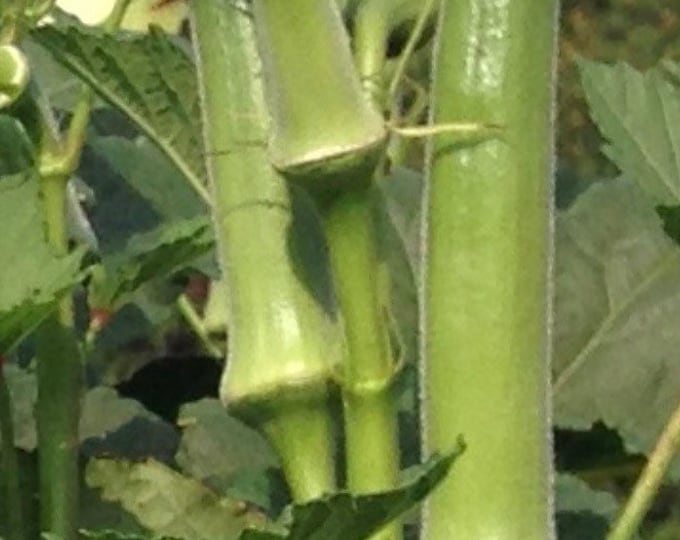 Stewart Zeebest Okra Seeds Organic Etsy