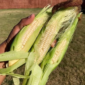 White Sweet Corn Seeds