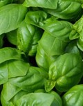 Sweet Basil Seeds