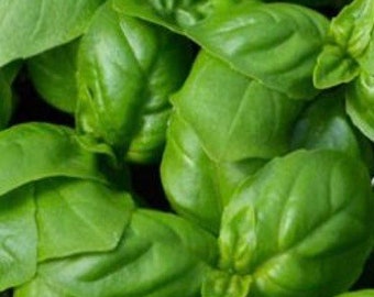 Sweet Basil Seeds