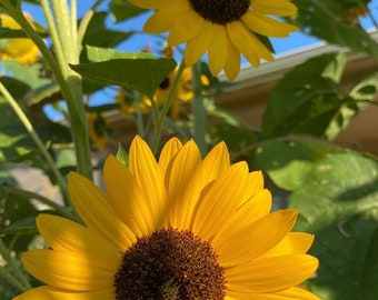 Giant Hybrid Sunflower Seeds