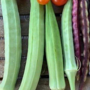 Burmese Okra Seeds