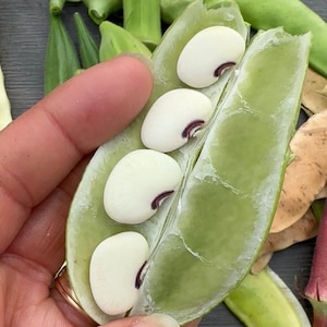 May include: A close-up of a green bean pod with four white beans inside. The beans have a dark purple stripe running through the center.
