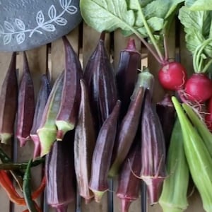Heirloom Red Burgundy Okra Seeds