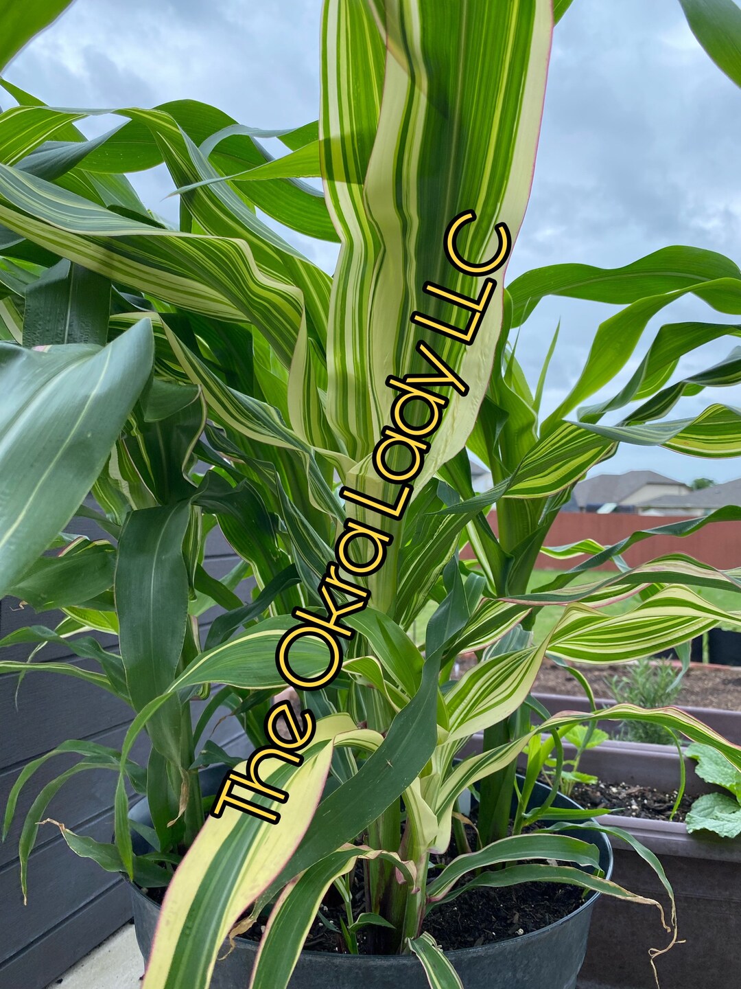 Japonica Striped Maize Corn Seeds Etsy