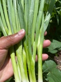 White Bunching Onion Seeds