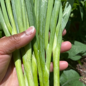 White Bunching Onion Seeds