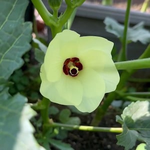 May include: Close-up of a pale yellow okra flower with a dark red center. The flower has five petals and is surrounded by green stems and leaves. The image is well-lit, highlighting the flower's delicate details.