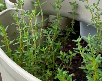 Thyme Seeds
