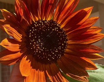 Velvet Queen Sunflower Seeds