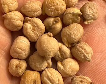 Garbanzo Bean Seeds Organic