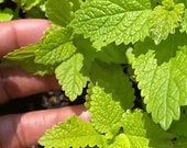 Lemon Balm Seeds