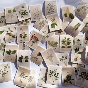 Pegatinas de guía de plantas, pegatinas de plantas y flores, imágenes pintadas con acuarela, 45 piezas, sellos de plantas, etiquetas de plantas, imágenes de alta calidad,