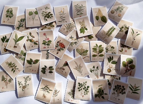 Plants guide Stickers, Plants and Flowers Stickers, Watercolor Painted Pics, 45 pieces, Plant Stamps. Plant Labels High quality images,