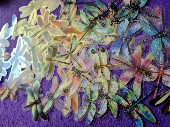 Dragonfly Educational Stickers, 25/50 pieces, Real picks, Waterproof, Colorful, Plastic material