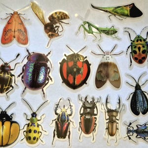 May include: A selection of insect stickers, including beetles, moths, and a mantis. The stickers showcase detailed illustrations with various patterns and colours, such as green, orange, and black.