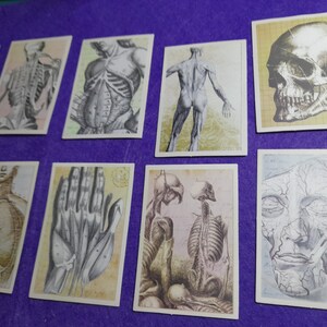 Vintage Stickers Biological Anatomy Skeleton 12 Pieces Junk Journal ...