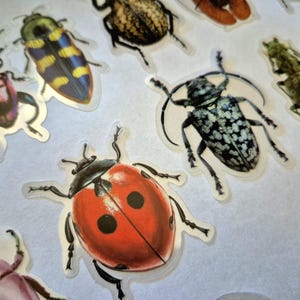 May include: A selection of insect stickers, featuring a red ladybird with black spots, and various beetles with patterned wings. The stickers are on a white background, showcasing the detailed illustrations.