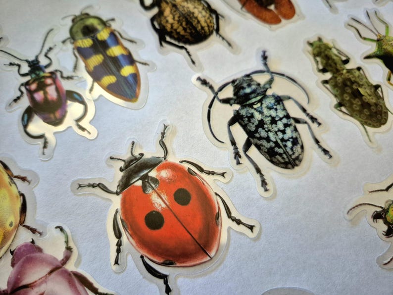 May include: A selection of insect stickers, featuring a red ladybird with black spots, and various beetles with patterned wings. The stickers are on a white background, showcasing the detailed illustrations.