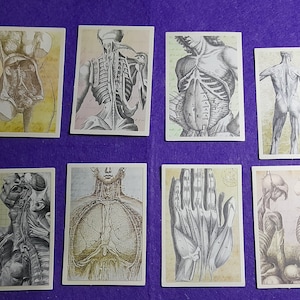 Vintage anatomie stickers stickers biologische anatomie skelet 12 stuks dagboek kortstondige collage esthetische stickers scrapbooking materiaal