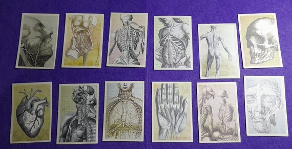 Vintage Anatomy Stickers Stickers Biological Anatomy Skeleton 12 Pieces Journal Ephemera Collage Aesthetic Stickers Scrapbooking Material