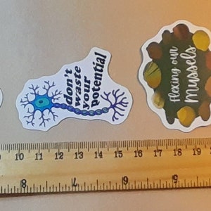 May include: Four colorful stickers with different designs and text. The first sticker is yellow and features a cluster of round cells. The second sticker is blue and features a neuron with the text "don't waste your potential". The third sticker is brown and features a cluster of mussels with the text "flexing our mussels". The fourth sticker is white and features a fish with legs with the text "we are all fish with legs."