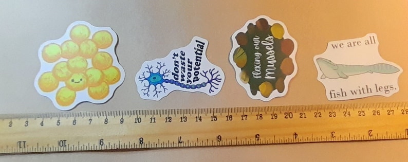 May include: Four colorful stickers with different designs and text. The first sticker is yellow and features a cluster of round cells. The second sticker is blue and features a neuron with the text "don't waste your potential". The third sticker is brown and features a cluster of mussels with the text "flexing our mussels". The fourth sticker is white and features a fish with legs with the text "we are all fish with legs."
