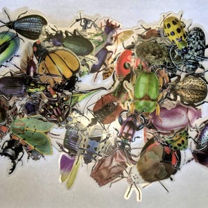 Könnte beinhalten: Eine Sammlung farbenfroher Insektenaufkleber, darunter Käfer, Raupen und andere Insekten. Die Aufkleber weisen eine Vielzahl von Formen, Größen und Farben auf, wie z. B. Grün, Gelb und Lila. Die Aufkleber sind in einer Anordnung angeordnet.