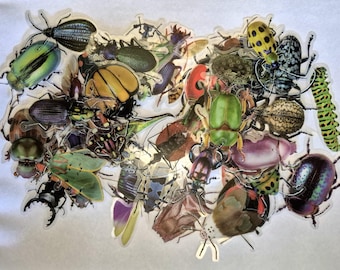 Op de afbeelding: Een verzameling kleurrijke insectenstickers, waaronder kevers, rupsen en andere insecten. De stickers hebben verschillende vormen, maten en kleuren, zoals groen, geel en paars. De stickers zijn in een cluster gerangschikt.