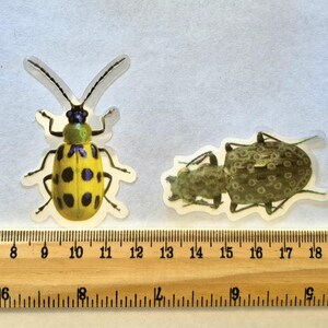 May include: Four insect stickers of various species are displayed on a white surface next to a wooden ruler. The insects include a green beetle, a yellow beetle with black spots, and two other brown and black insects. The ruler measures in centimetres.