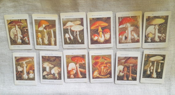 Vintage Mushrooms Ilustrations Stickers, Carton Stickers, 12 PiecesTravel Bullet Journal Craft Paper Card Scrapbooking Craft Diary Album