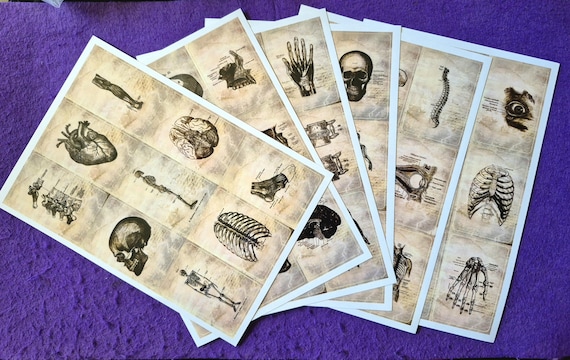 Anatomy, Human Skeleton, Physiology, 6/3 Sheets (54/27 stickers) Decal Stickers