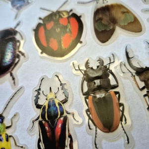 May include: A selection of insect stickers, including beetles and moths, in various colours and patterns. The stickers feature iridescent, red, orange, and brown hues. The stickers are presented on a clear background.