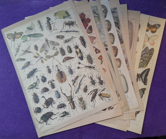 Scrapbooking Paper, No Stickers, 10 sheets, Animals Atlas Material, Vintage Stickers, High Quality images, Decoration and Journalling,