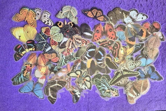 Realistic Butterfly Educational Stickers, 25/50 pieces, Waterproof, Colorful, Plastic material