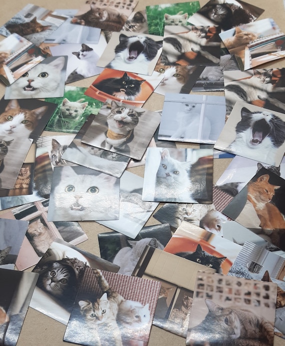 Lovely Cat Stickers, Feline Stickers, Pets Stickers, Cat Pictures, 46 pcs, Cute Cat Photos, Gift Labels, Cat Decorations Diary Journal