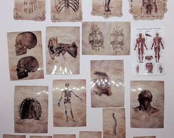 Anatomy Stickers: Human Skeleton, Physiology, 52 pcs