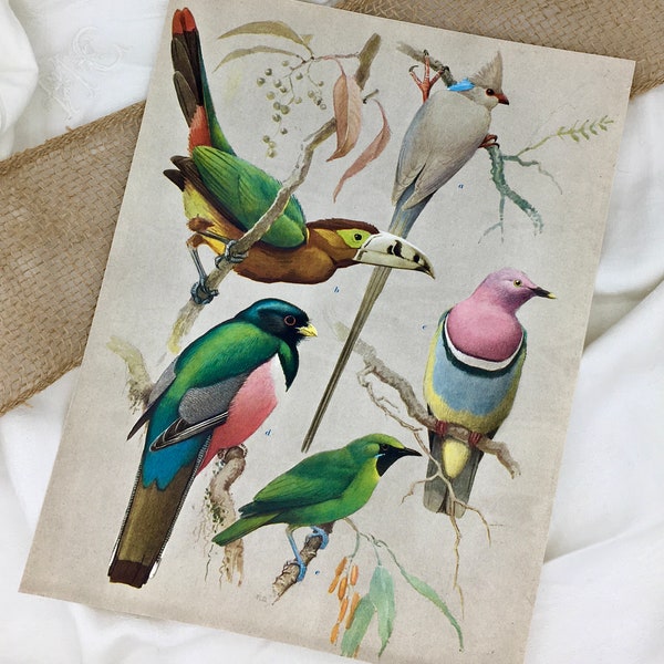 Original vintage ornithological poster, 1950s encyclopedia, A4 wall art, birds illustration