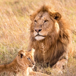 Felt Lion Finger Puppet Lion King African Animal Finger Puppet