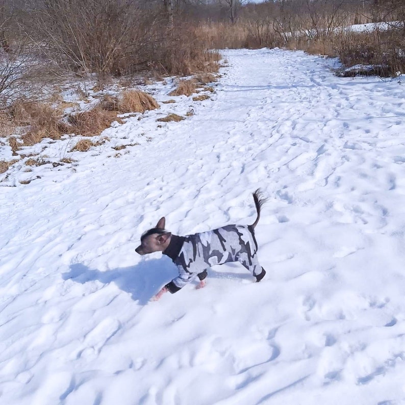 Chinese Crested Snowsuit - Grey Camo/Pink Cheetah/Blue Cheetah/Rainforest Dino/Foxy image 3
