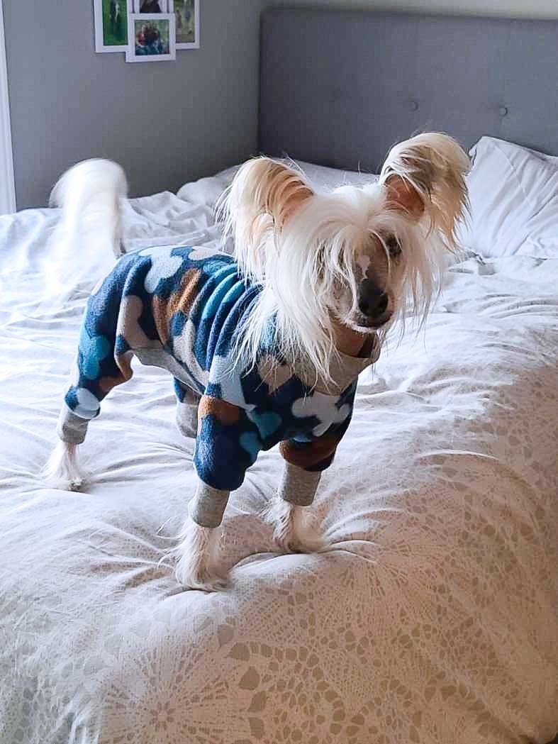 Chinese Crested Pjs Wanna Bone Blue Etsy