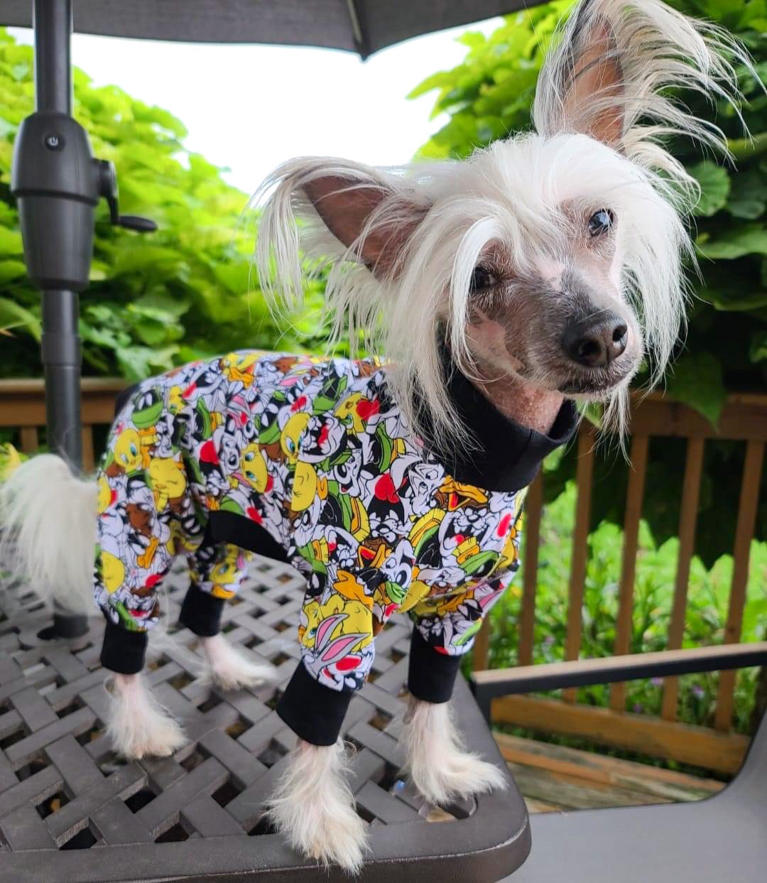 Chinese Crested Umbrella Chinese Crested Umbrella