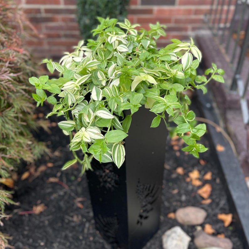May include: A black metal planter box filled with a trailing green and white variegated plant. The planter has a geometric shape with a fern design cut into the side. The plant has small, oval-shaped leaves.