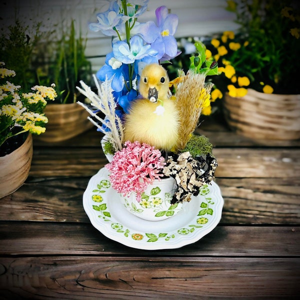 Baby Duckling Teacup Taxidermy, Gift Idea, Baby Duck on display, Oddity, Oddities, Occult, Curiosities bizarre biology specimen collection