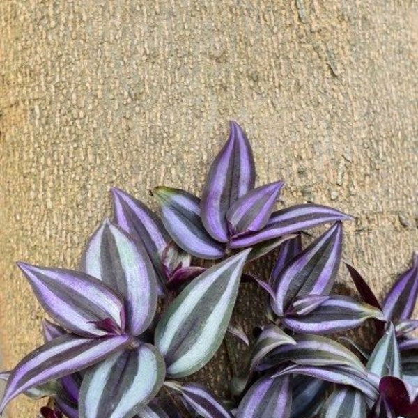 Tradescantia Zebrina Cuttings House Plants Live Plant Houseplants Burgundy Wandering Jew Inch Plant