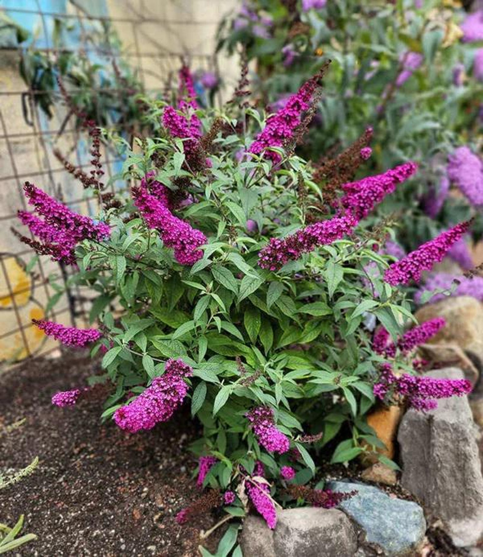 PRE-ORDER SALE - Butterfly Bush Hot Raspberry Flowers Perennial Live