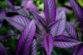 SUPER SALE Purple Persian Shield Live indoor starter plant 2.5 x 4" pot houseplants